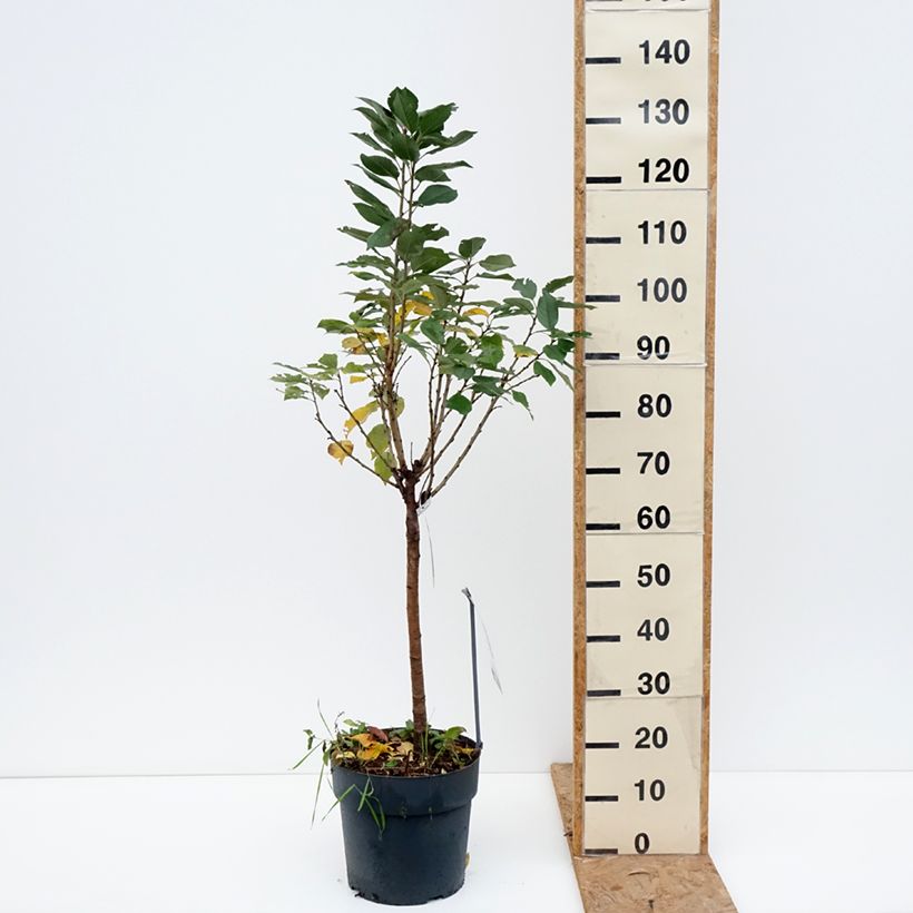Exemplaar van Dwergkers Piemont Pot van 7,5 l/10 l, Kwartstam zoals geleverd in de herfst