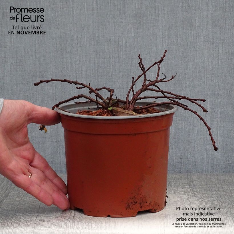 Exemplaar van Prunus pumila Depressa - Zandkers Pot van 2 l/3 l zoals geleverd in de herfst