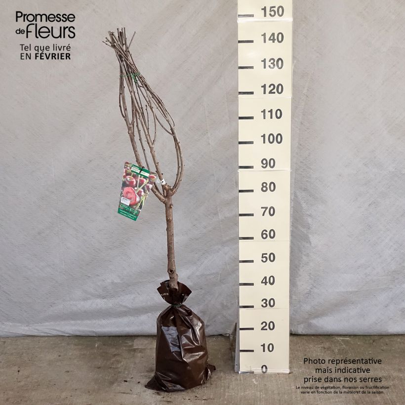 Exemplaar van Zure kers Allegria Delbard Plantklare kluit, Kelkvormig zoals geleverd in de winter