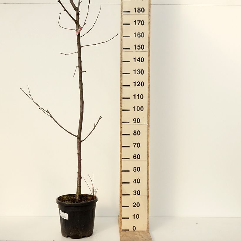 Exemplaar van Cerisier Regina - Prunus avium Pot van 20 l/25 l, Half-hoge stam zoals geleverd in de winter