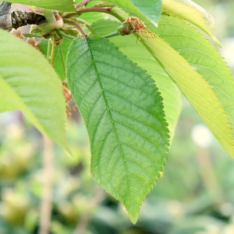 Zoete kers Staccato (Blad)