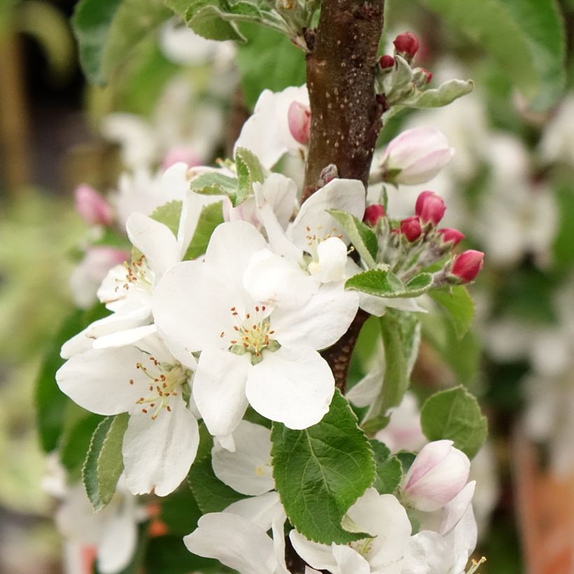 Zoete kers Staccato (Bloei)