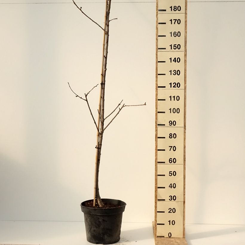 Exemplaar van Cerisier Staccato - Prunus avium Pot van 20 l/25 l, Half-hoge stam zoals geleverd in de winter