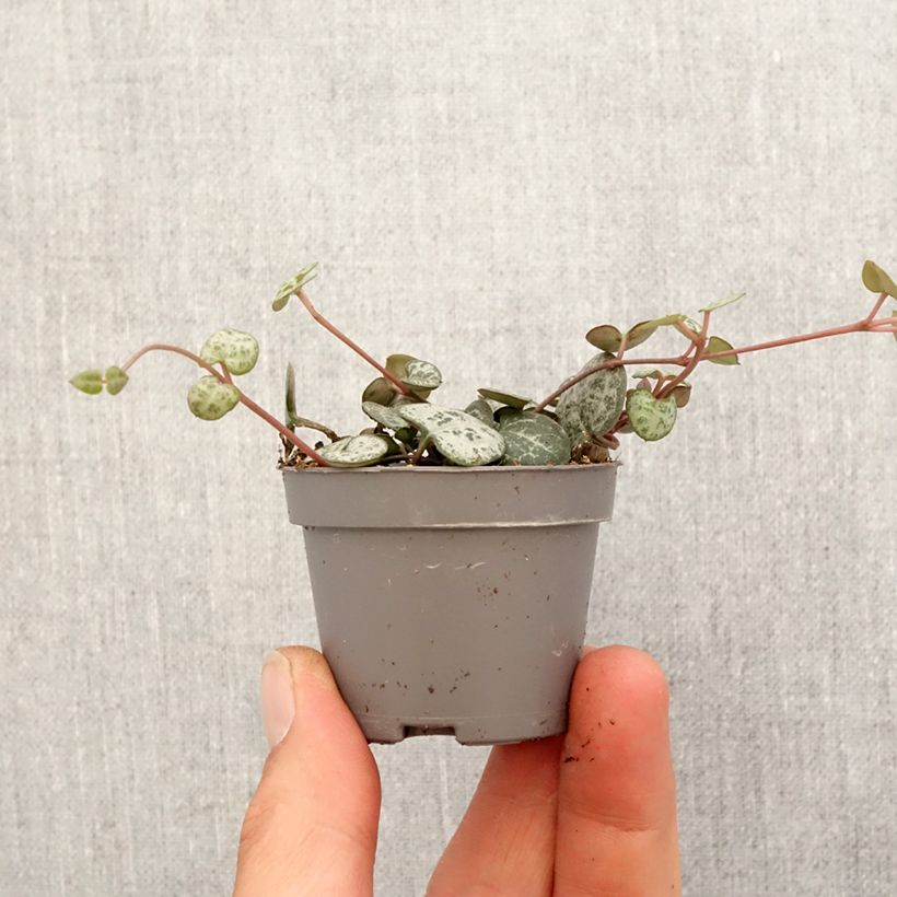 Example of Ceropegia woodii - Chaîne des cœurs Mini-plante as you get in printemps