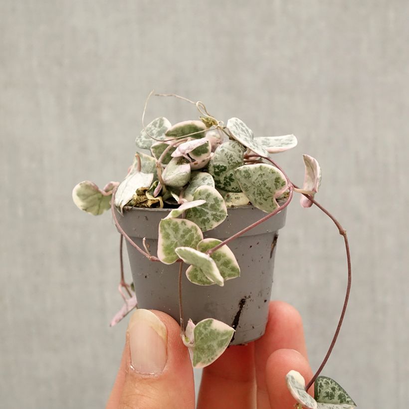 Example of Ceropegia woodii Variegata - Chinees lantaarnplantje Mini-plante as you get in automne