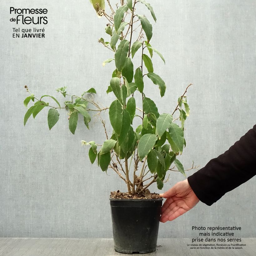 Example of Cestrum elegans (purpureum) Rubrum  Pot van 4 l/5 l as you get in hiver