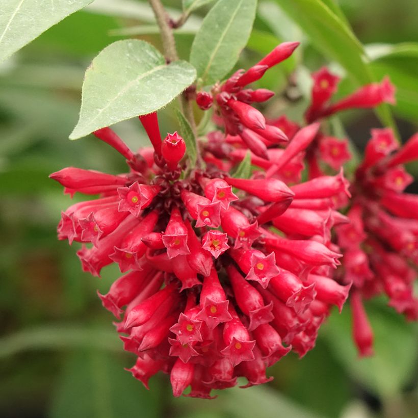 Cestrum elegans Rubrum - Rode regen (Bloei)