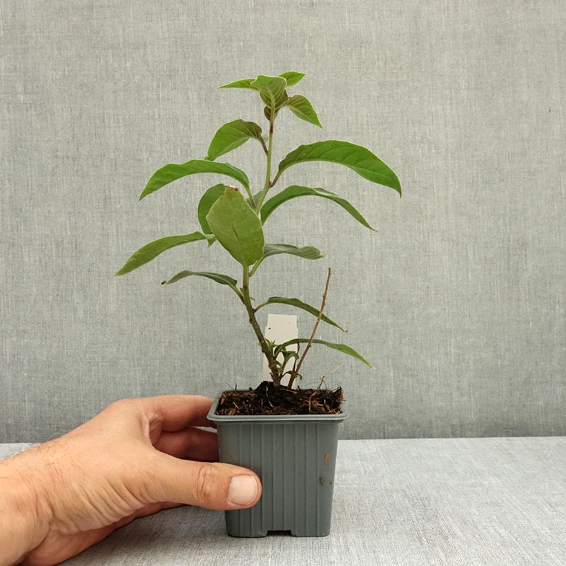 Exemplaar van Cestrum fasciculatum Newellii - Rode regen Kweekpotje van 8/9 cm zoals geleverd in de zomer