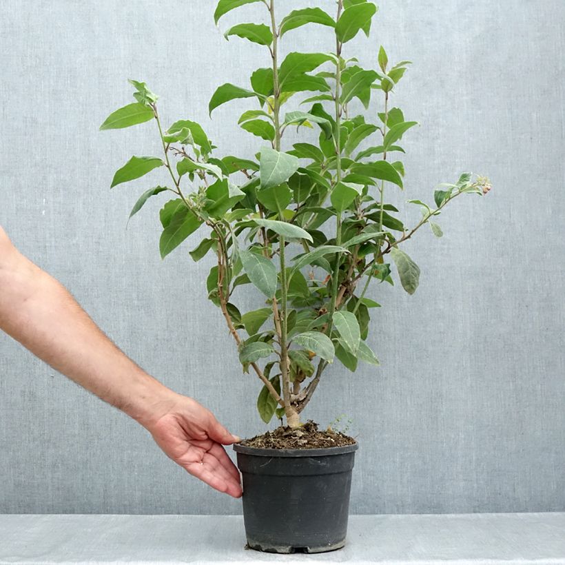 Exemplaar van Cestrum fasciculatum Newellii - Rode regen Pot van 3 l/4 l zoals geleverd in de zomer