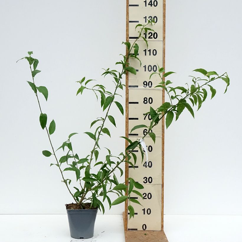 Exemplaar van Cestrum nocturnum - Nachtjasmijn Pot van 3 l/4 l zoals geleverd in de herfst