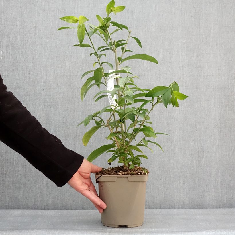 Example of Cestrum nocturnum - Nachtjasmijn Pot van 3 l/4 l as you get in hiver