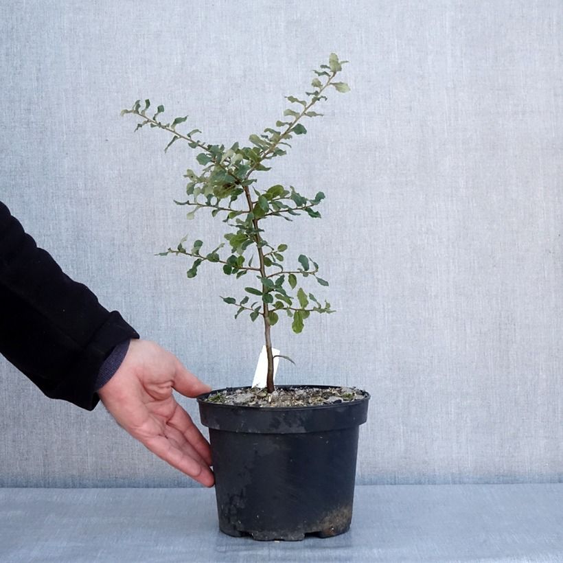 Example of Chêne liège - Quercus suber Pot van 3 l/4 l as you get in hiver