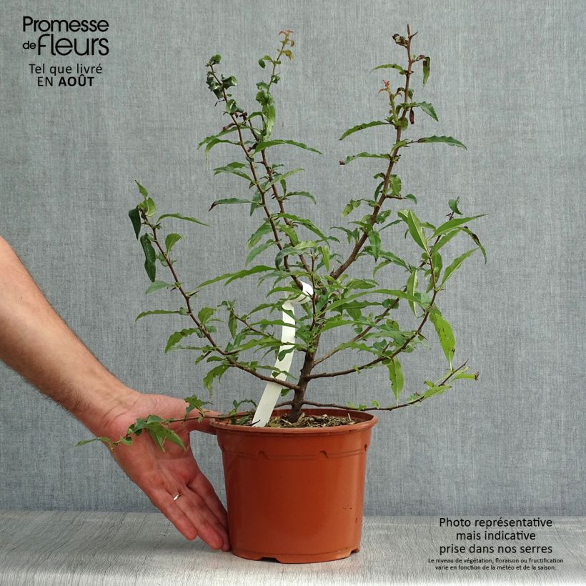 Exemplaar van Chaenomeles cathayensis - Chinese sierkwee Pot van 3 l/4 l zoals geleverd in de zomer
