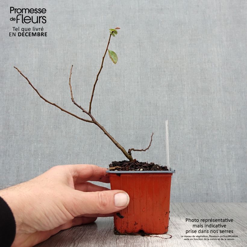 Example of Chaenomeles superba Nicoline - Chaenomeles superba Kweekpotje van 8/9 cm as you get in hiver