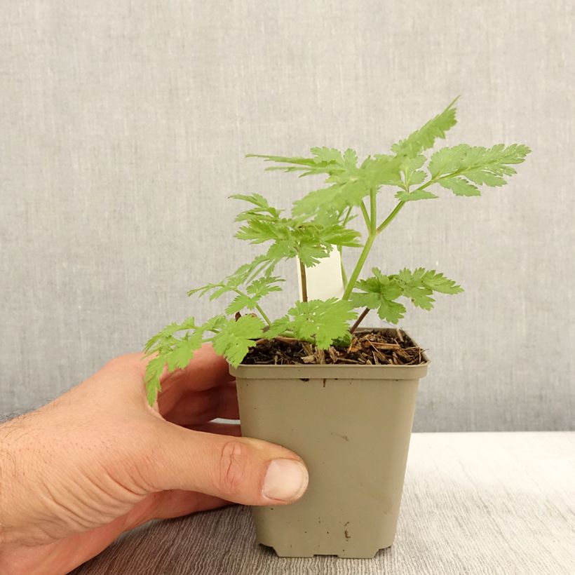 Exemplaar van Chaerophyllum hirsutum Roseum Kweekpotje van 8/9 cm zoals geleverd in de herfst