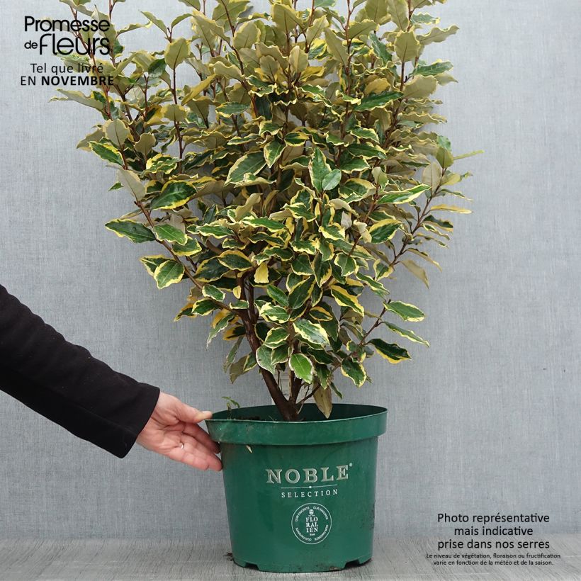 Exemplaar van Elaeagnus ebbingei Viveleg - Olijfwilg Pot van 7,5 l/10 l zoals geleverd in de herfst