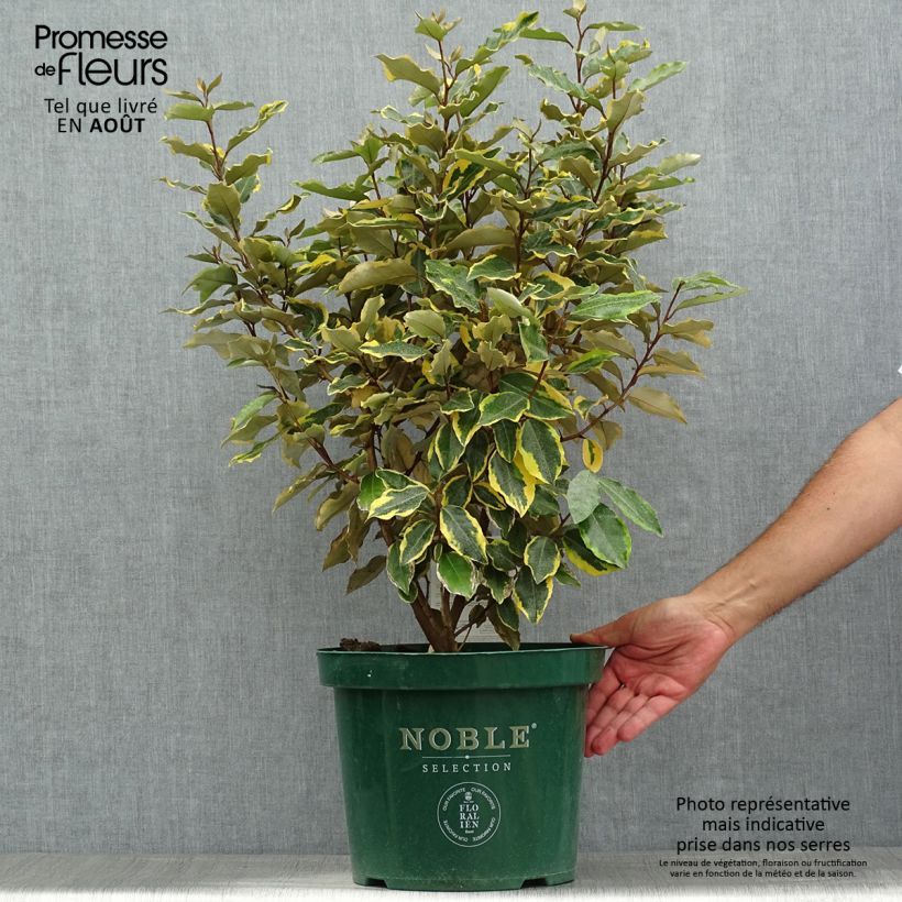 Exemplaar van Elaeagnus ebbingei Viveleg - Olijfwilg Pot van 7,5 l/10 l zoals geleverd in de zomer