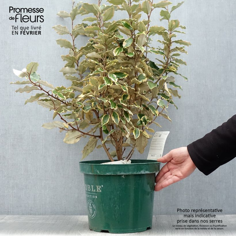 Example of Elaeagnus ebbingei Viveleg - Olijfwilg Pot van 7,5 l/10 l as you get in hiver