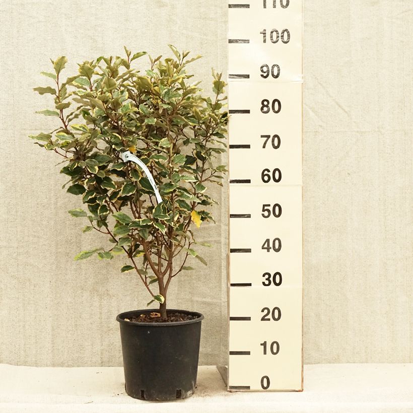 Exemplaar van Elaeagnus ebbingei Viveleg - Olijfwilg Pot van 7,5 l/10 l zoals geleverd in de lente