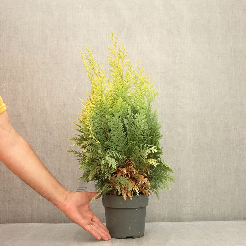 Exemplaar van Chamaecyparis lawsoniana Alumigold - Californische cipres Pot van 2 l/3 l zoals geleverd in de zomer