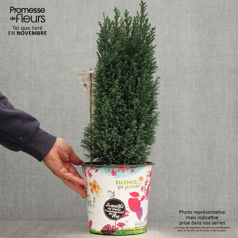Exemplaar van Chamaecyparis lawsoniana Elwoodii - Californische cipres Pot van 4 l/5 l zoals geleverd in de herfst