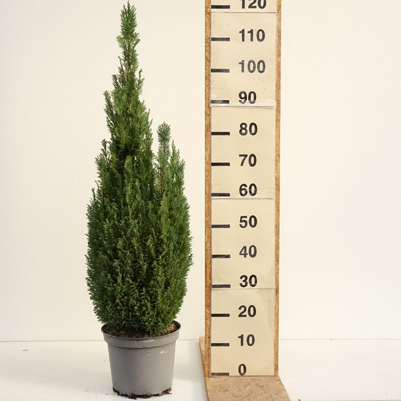 Exemplaar van Chamaecyparis lawsoniana Elwoodii - Californische cipres Pot van 7,5 l/10 l zoals geleverd in de zomer