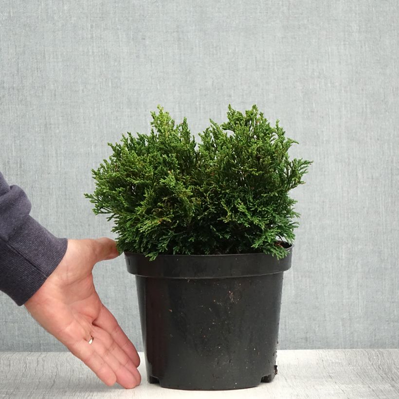 Exemplaar van Chamaecyparis lawsoniana Green Globe - Californische cipres Pot van 2 l/3 l zoals geleverd in de zomer