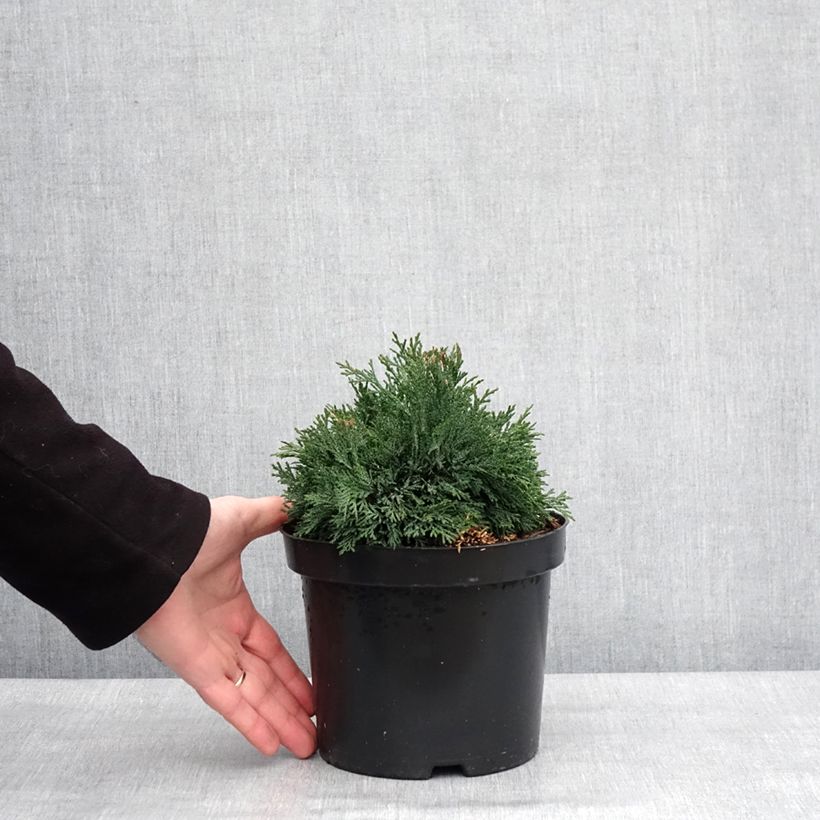 Example of Chamaecyparis lawsoniana Green Globe - Cyprès de Lawson nain            Pot van 2 l/3 l as you get in hiver