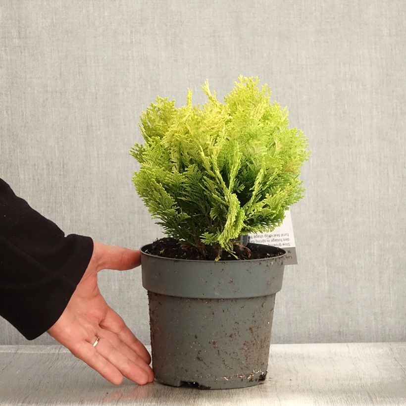 Exemplaar van Chamaecyparis lawsoniana Minima Aurea - Californische cipres Pot van 2 l/3 l zoals geleverd in de herfst