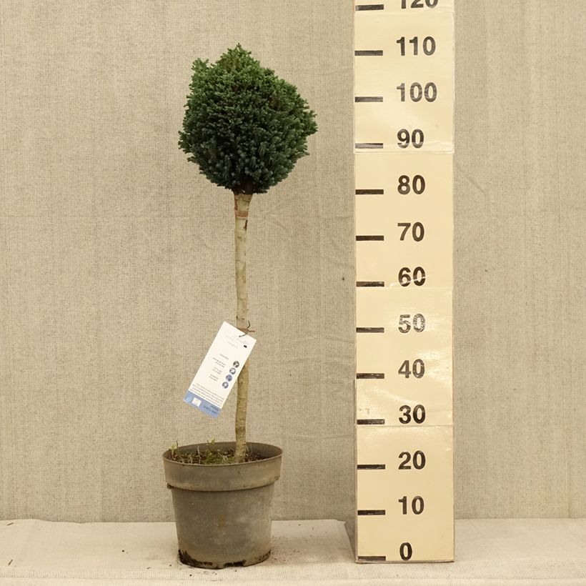 Exemplaar van Chamaecyparis lawsoniana Rimpelaar - Californische cipres Pot van 7,5 l/10 l, Stengel zoals geleverd in de herfst
