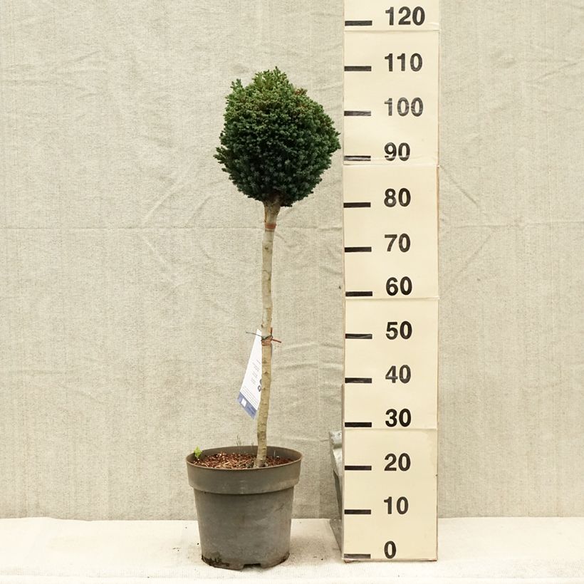 Exemplaar van Chamaecyparis lawsoniana Rimpelaar - Californische cipres Pot van 7,5 l/10 l, Stengel zoals geleverd in de zomer