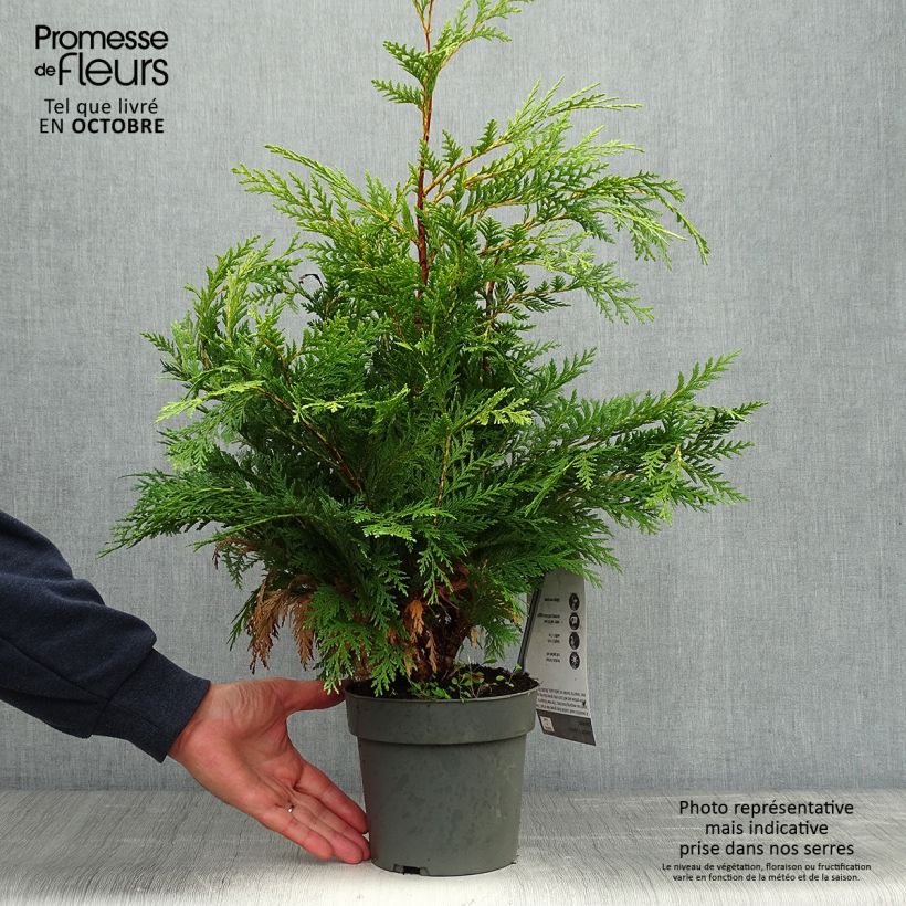 Exemplaar van Chamaecyparis lawsoniana Sunkist - Californische cipres Pot van 2 l/3 l zoals geleverd in de herfst