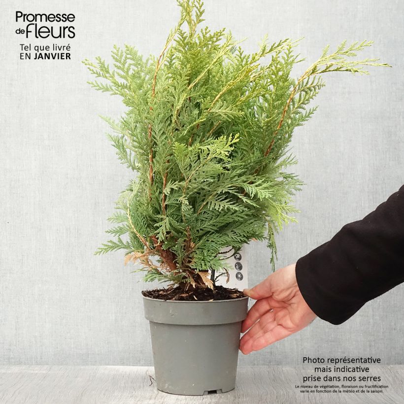 Example of Chamaecyparis lawsoniana Sunkist - Californische cipres Pot van 2 l/3 l as you get in hiver
