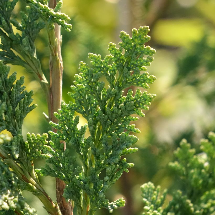 Chamaecyparis lawsoniana Wissels Saguaro - Californische cipres (Blad)