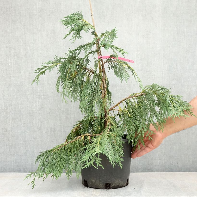 Exemplaar van Chamaecyparis nootkatensis Pendula - Nootkacipres Pot van 7,5 l/10 l zoals geleverd in de lente
