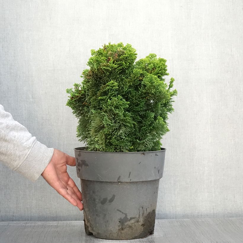 Exemplaar van Chamaecyparis obtusa Aurea - Hinoki cipres Pot van 12 l/15 l, Stengel zoals geleverd in de herfst