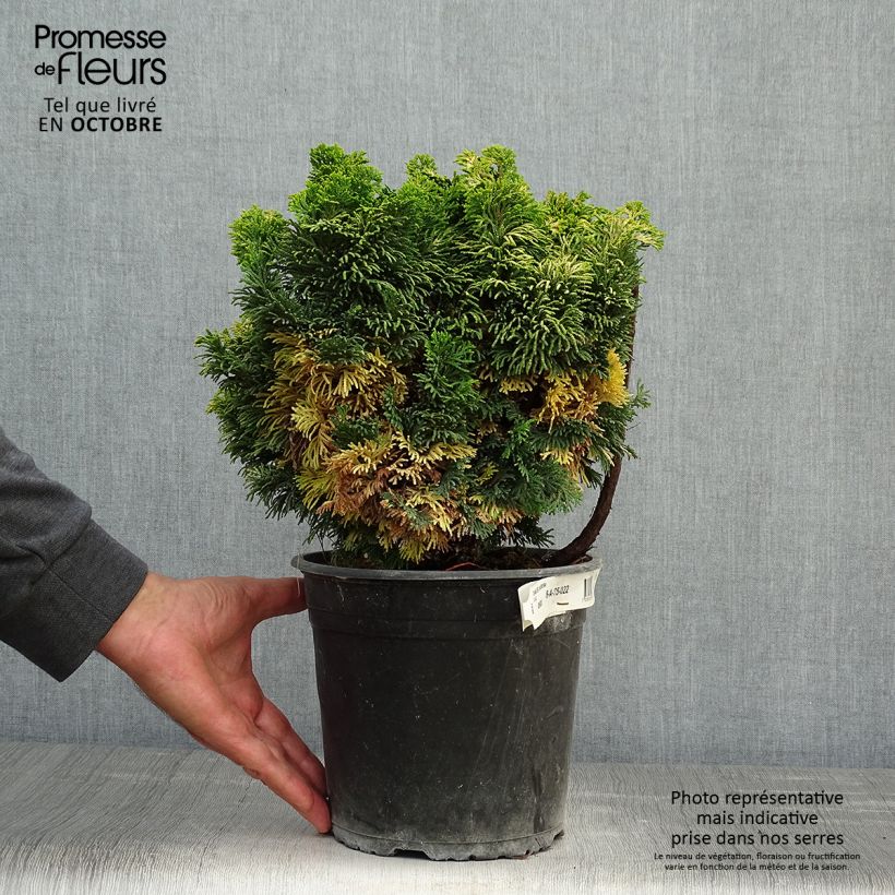 Exemplaar van Chamaecyparis obtusa Aurora - Hinoki cipres Pot van 4 l/5 l zoals geleverd in de herfst
