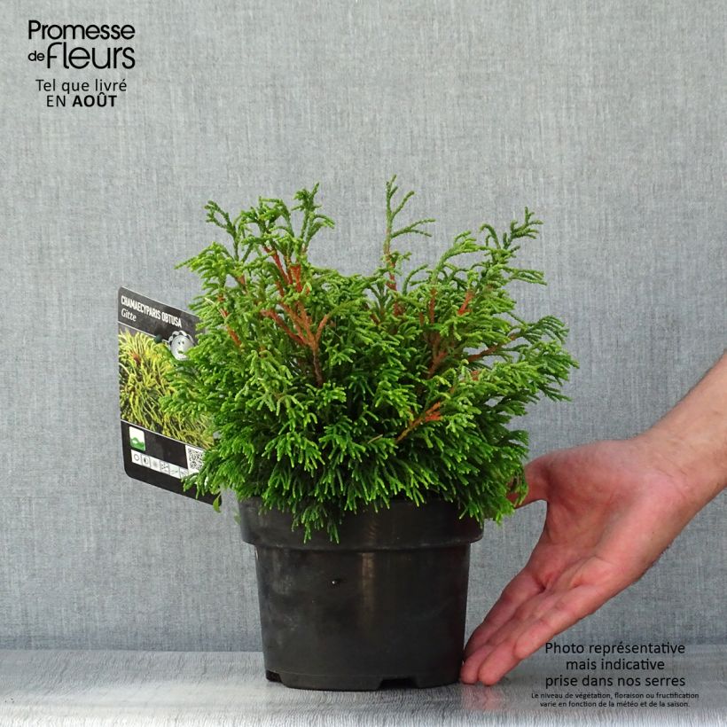 Exemplaar van Chamaecyparis obtusa Gitte - Hinoki cipres Pot van 2 l/3 l zoals geleverd in de zomer