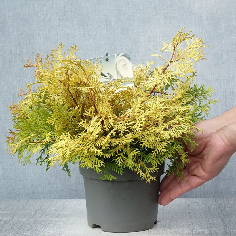 Exemplaar van Chamaecyparis obtusa Kamarachiba - Hinoki cipres Pot van 2 l/3 l zoals geleverd in de zomer