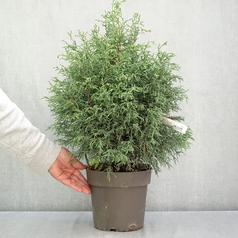 Exemplaar van Chamaecyparis obtusa Lycopodioides - Hinoki cipres Pot van 4 l/5 l zoals geleverd in de herfst
