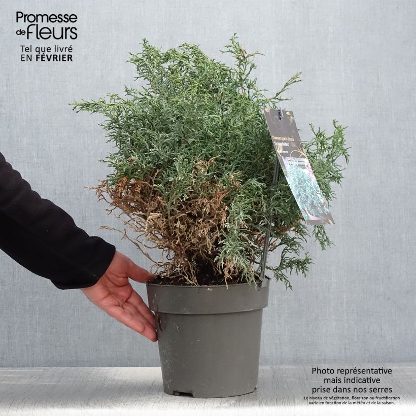 Example of Chamaecyparis obtusa Lycopodioides - Faux cyprès hinoki du Japon Pot van 4 l/5 l as you get in hiver