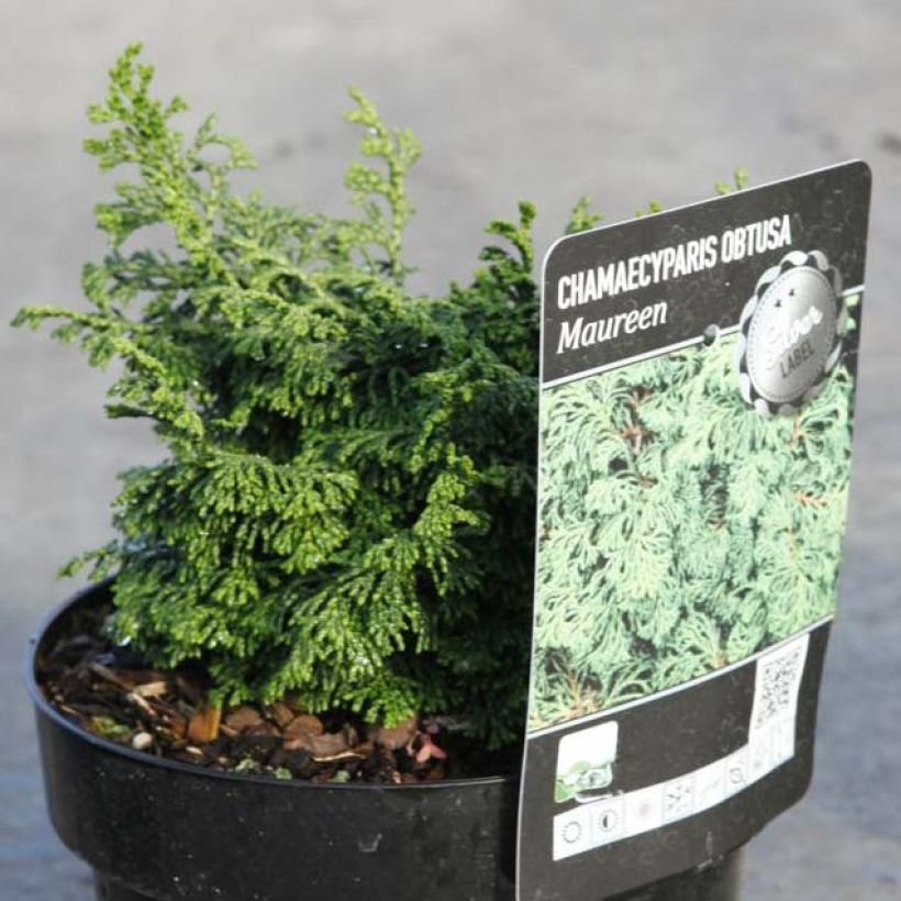 Chamaecyparis obtusa Maureen - Hinoki cipres (Plant habit)