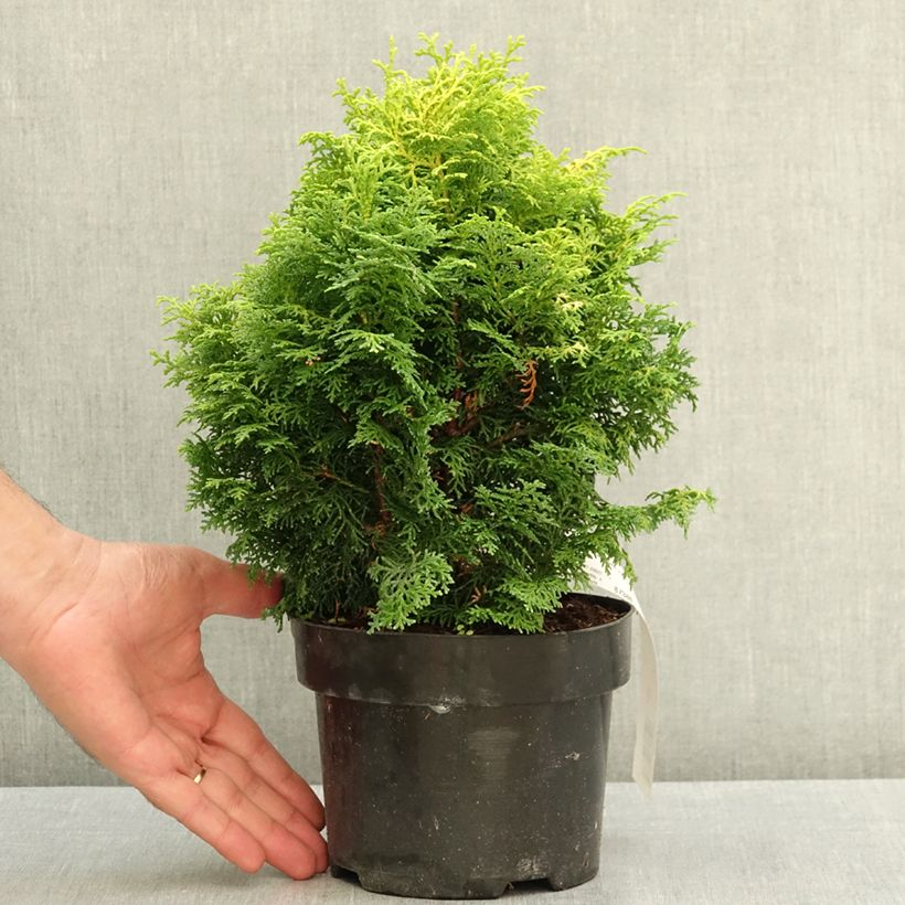 Exemplaar van Chamaecyparis obtusa Melody - Hinoki cipres Pot van 2 l/3 l zoals geleverd in de zomer