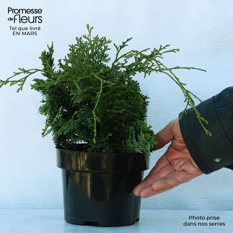 Exemplaar van Chamaecyparis obtusa Nana Gracilis - Hinoki cipres Pot van 2 l/3 l zoals geleverd in de lente
