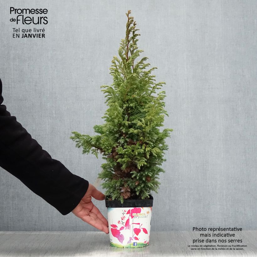 Example of Chamaecyparis pisifera Boulevard - Cyprès Sawara   Pot van 2 l/3 l as you get in hiver