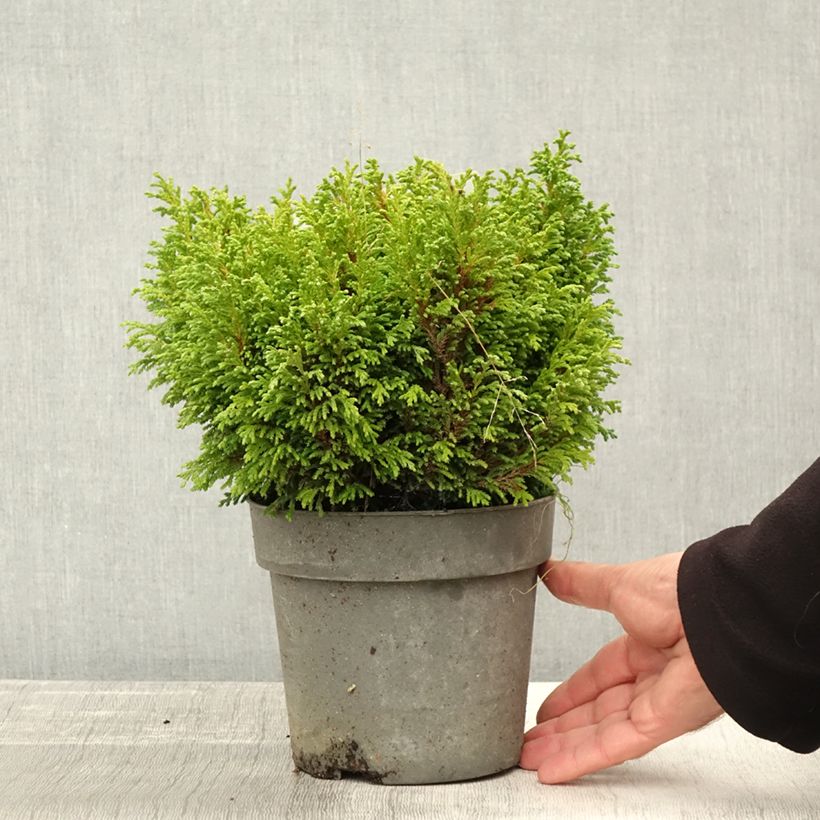 Exemplaar van Chamaecyparis pisifera Plumosa Compressa - Schijncipres Pot van 2 l/3 l zoals geleverd in de herfst