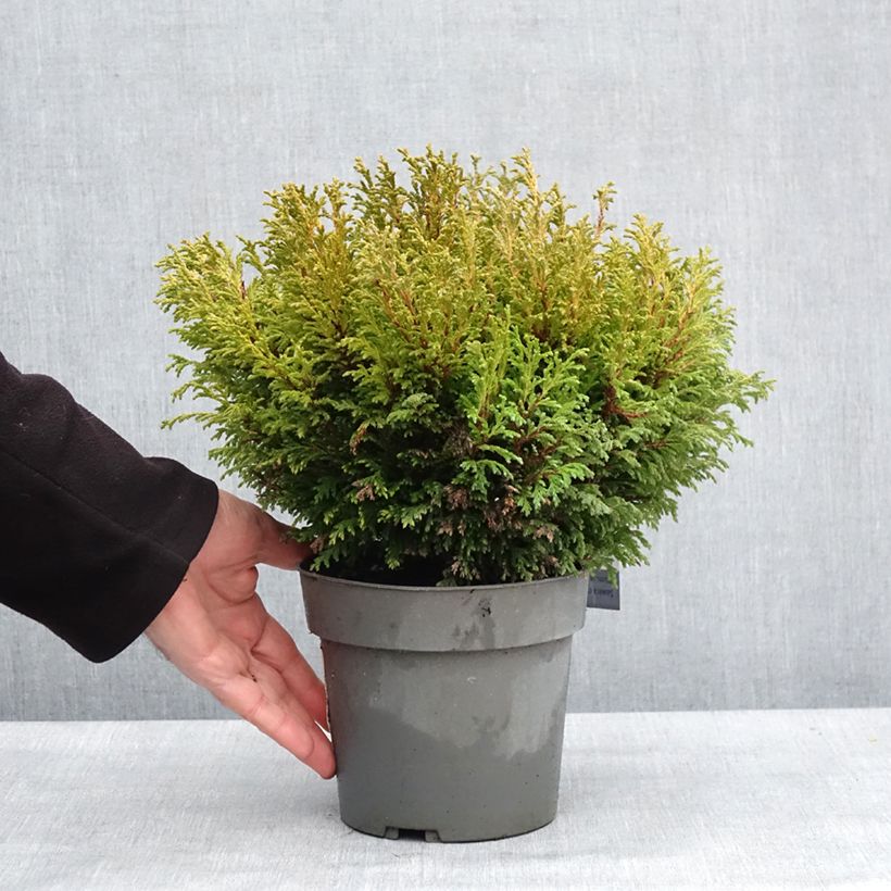 Example of Chamaecyparis pisifera Plumosa Compressa - Cyprès Sawara nain Pot van 2 l/3 l as you get in hiver