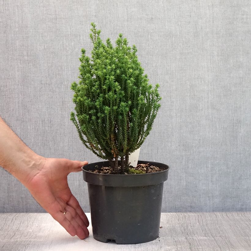 Exemplaar van Chamaecyparis thyoides Blue Rock - Schijncipres Pot van 2 l/3 l zoals geleverd in de zomer