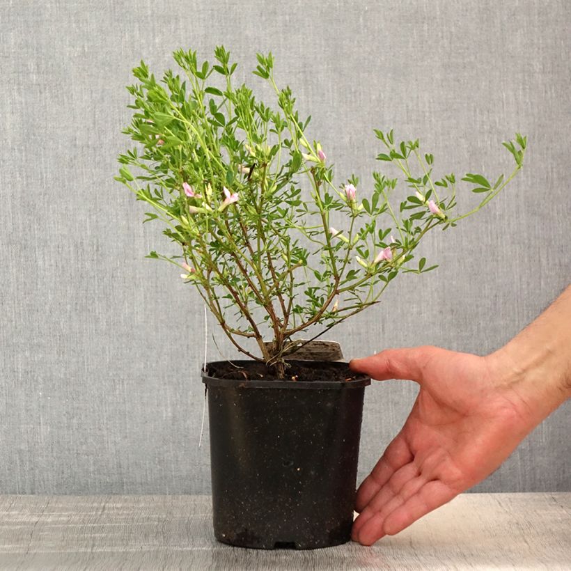 Exemplaar van Chamaecytisus purpureus - Purperen brem Pot van 3 l/4 l zoals geleverd in de lente