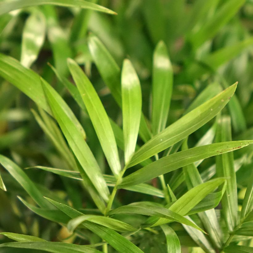 Chamaedorea elegans - Bergpalm (Blad)
